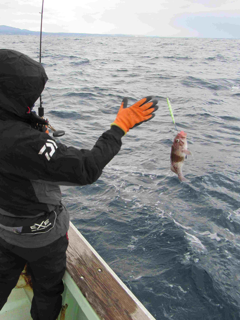 海流はほとんど動かず潮は下げに向かって悪くない時合でポツリポツリとソイがヒットしてきました