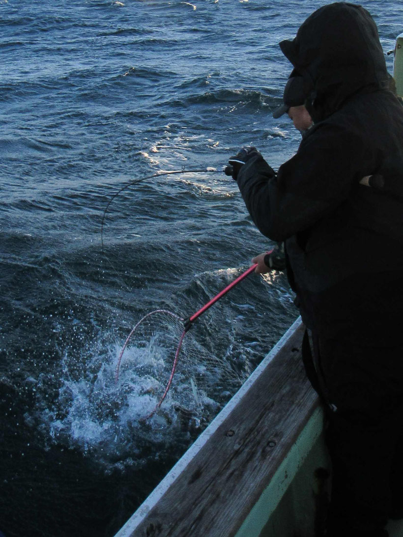 一方で根魚の反応はかなり鈍くてヒラメとヒラメの間はイナダやカンパチが埋めてくれました