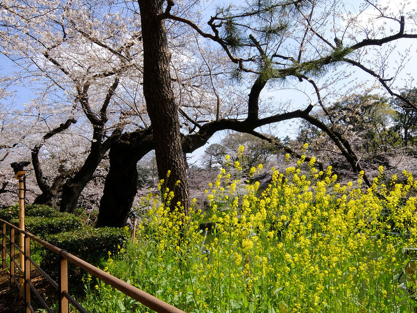 千鳥ヶ淵の桜と菜の花