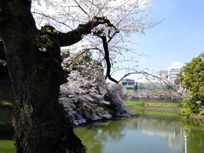 千鳥ヶ淵の桜