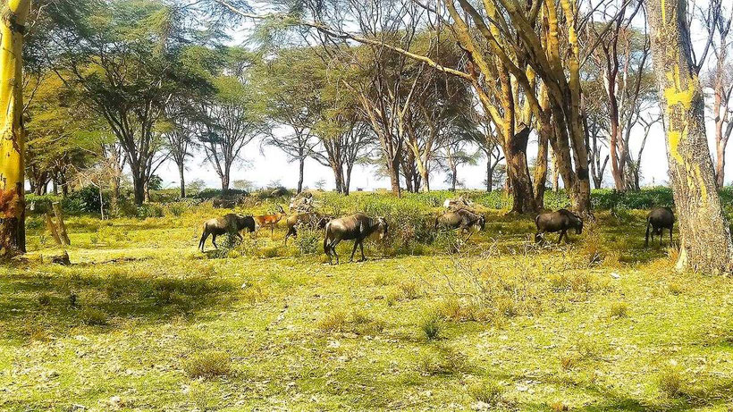 Backpacking in Kenia und Tansania. Hier alle häufigen Fragen und Antworten zu den Reiseländern und alle Infos zu Anreise, Einreise, Geheimtipps, Fortbewegung, Unterkünfte und wichtige Sehenswürdigkeiten