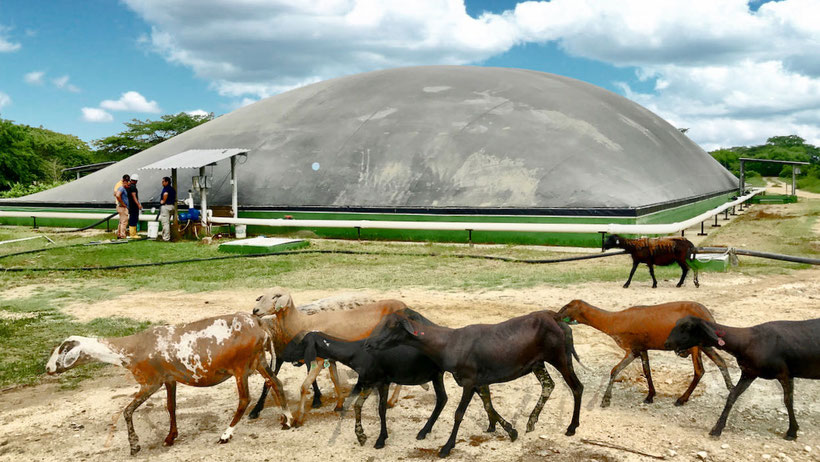 BIODIGESTOR CONSTRUIDO EN COLOMBIA EN MATADERO - FROGORÍFICO DE RESES