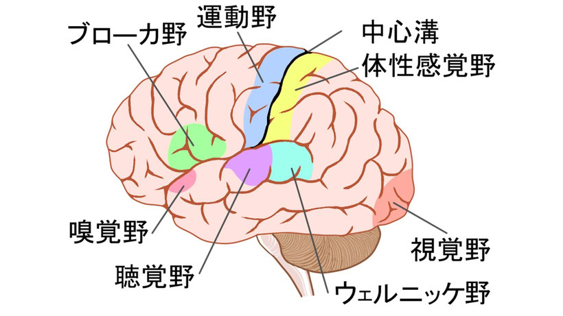 脳にはその部位によって何を主に行うのかという分断が決まっています。それを表わしたイラストです。
