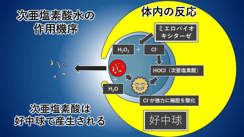 次亜塩素酸水と同じ起序が体内で起こっていることを示した図