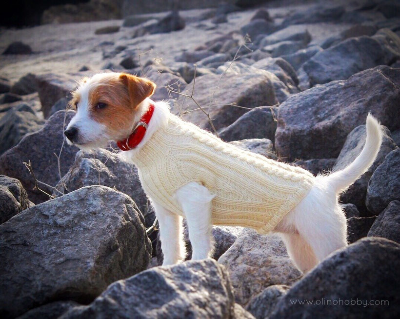  Knitted sweater for dog.