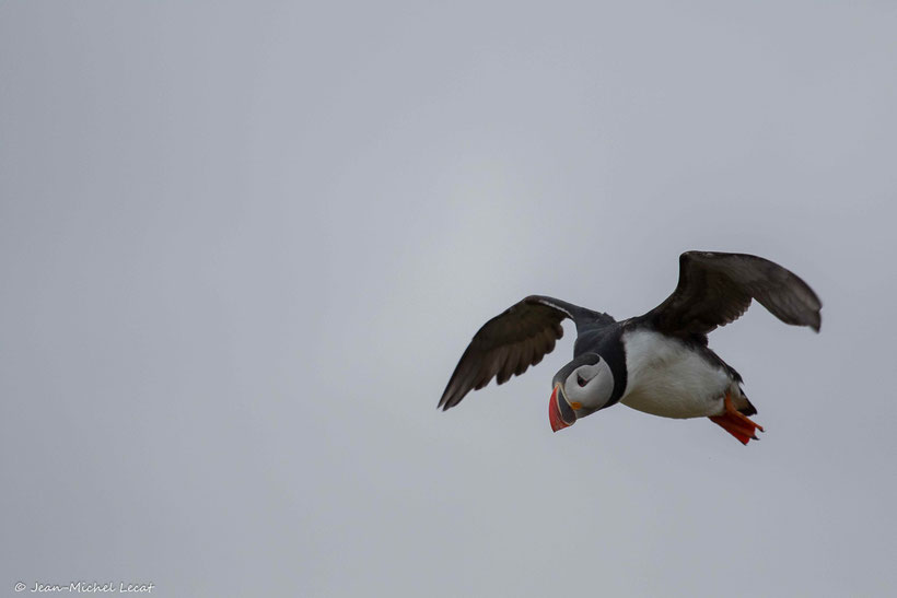 Macareux moine, Fratercula arctica