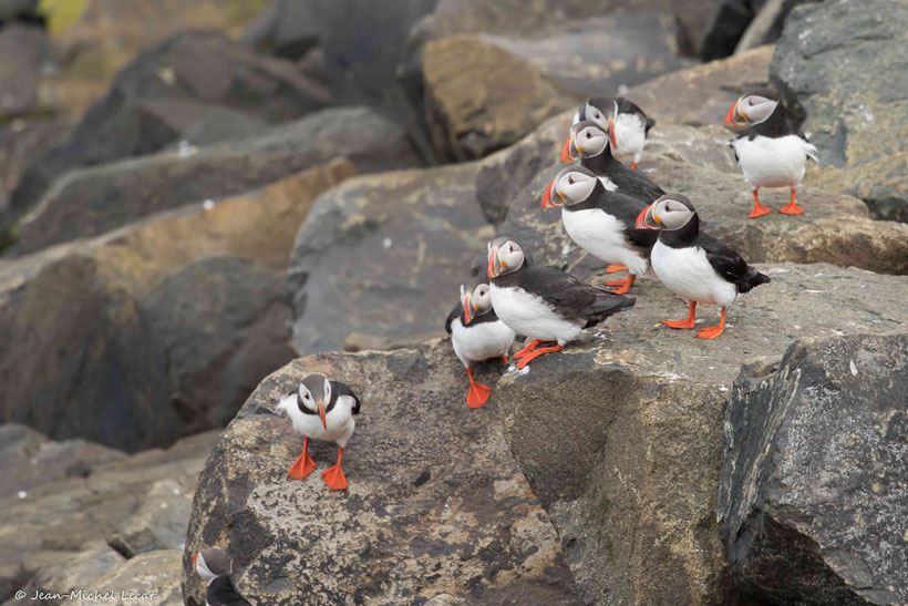 Macareux moine, Fratercula arctica