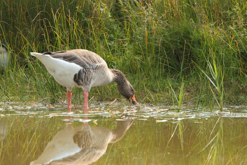 oie cendrée se nourissant en baie de Somme