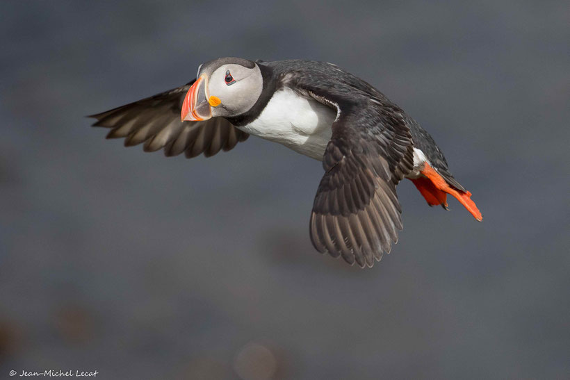 Macareux moine, Fratercula arctica