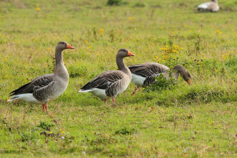 oies cendrées au repos au parc du marquenterre