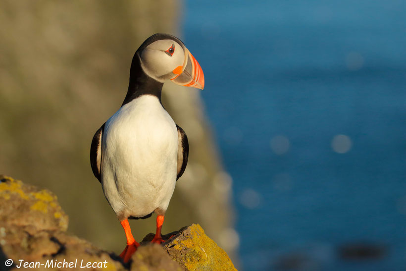 Macareux moine, Fratercula arctica