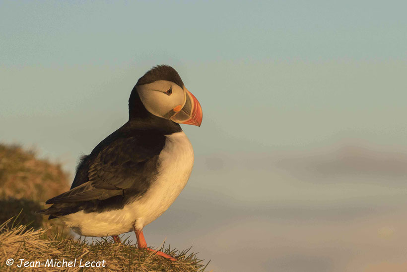 Macareux moine, Fratercula arctica