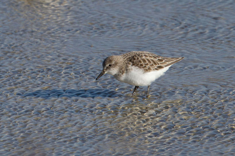 Becasseau minute calidris minuta