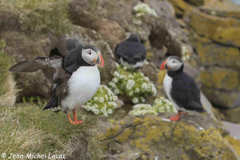 Macareux moine, Fratercula arctica