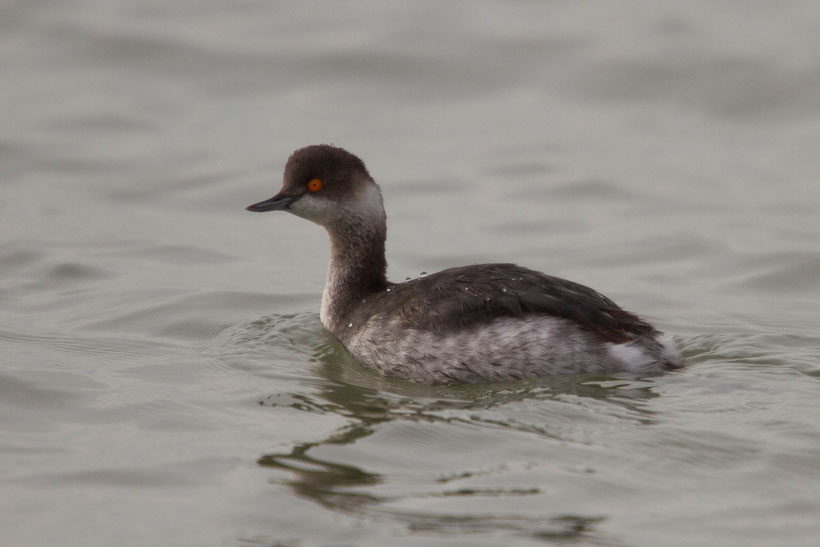 Grebe à cou noir en plumage internuptial podiceps nigicollis