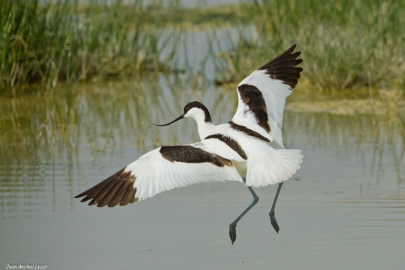 Avocette élégante en vol