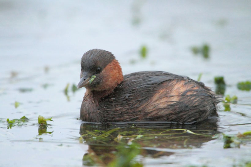 grebe castagneux, tachybaptus ruficollis profil gauche