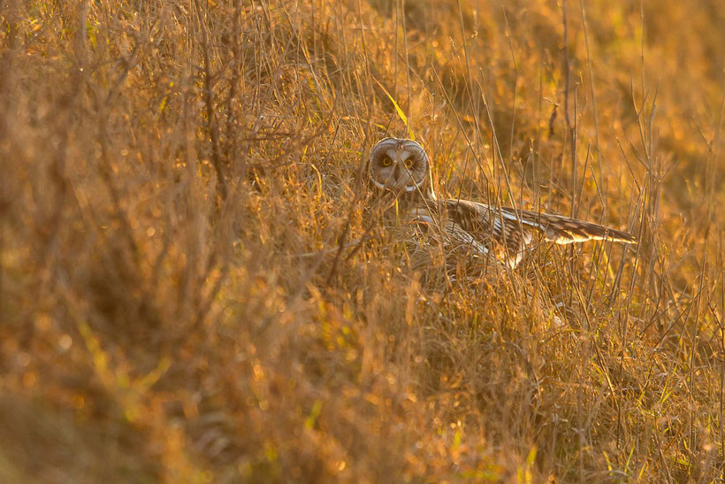 Hibou des marais asio flammeus