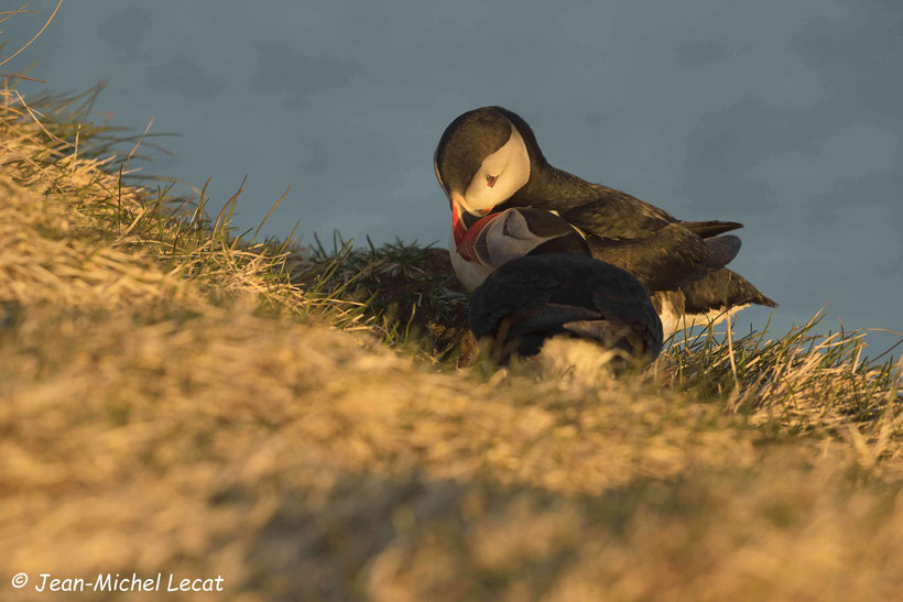 Macareux moine, Fratercula arctica