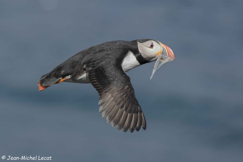 Macareux moine, Fratercula arctica