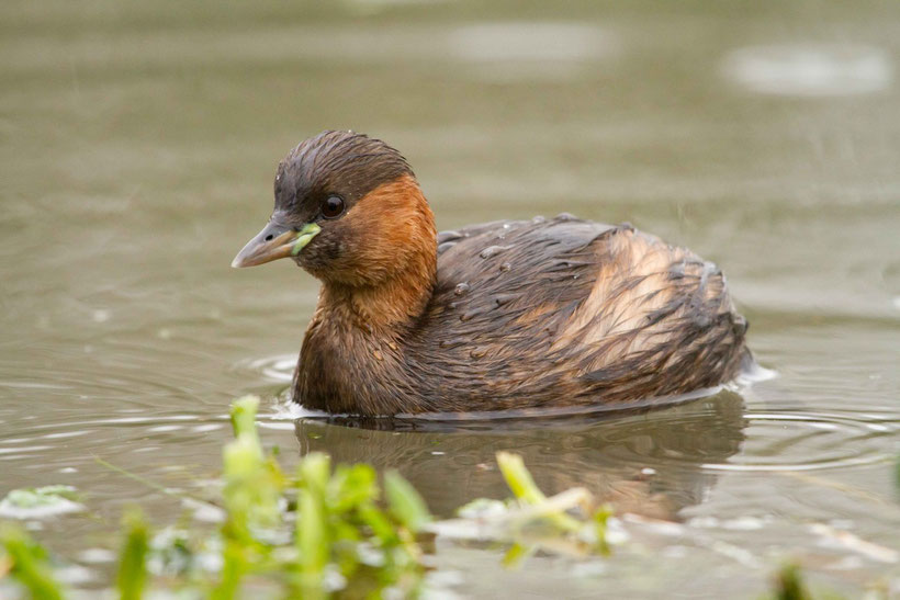 grèbe castagneux Tachybaptus ruficollis