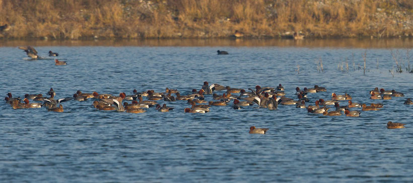 Troupe de canards siffleurs en hivernage au Hâble d'Ault