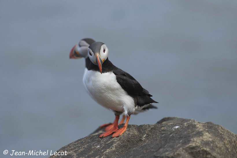 Macareux moine, Fratercula arctica