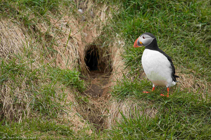 Macareux moine, Fratercula arctica