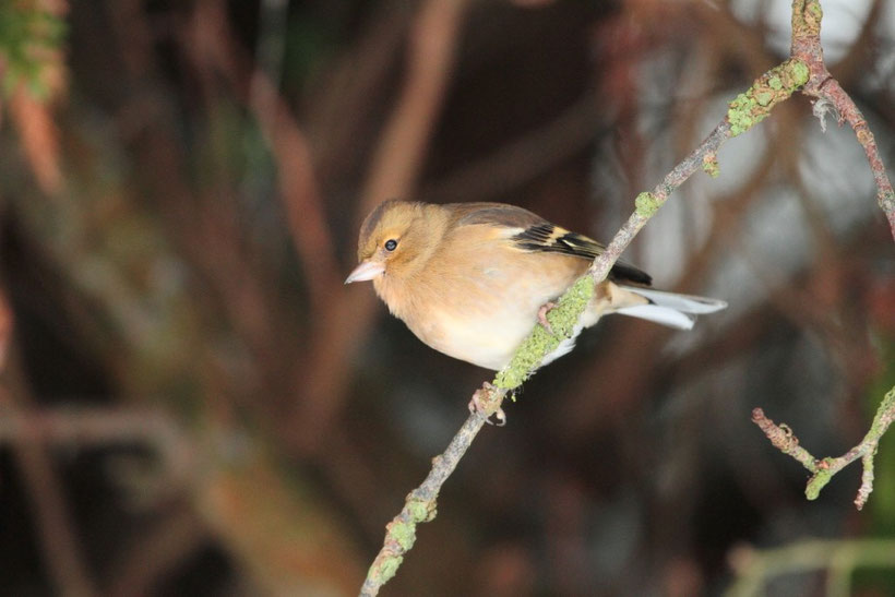 pinson des arbres femelle fringilla 