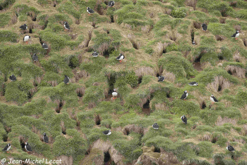 Macareux moine, Fratercula arctica