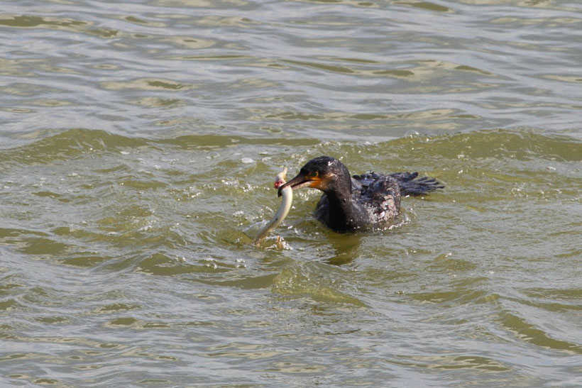 Dans le bassin de chasse du Crotoy, les cormorans peuvent capturer des anguilles