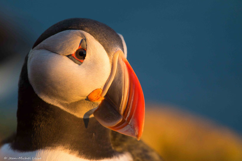 Macareux moine, Fratercula arctica