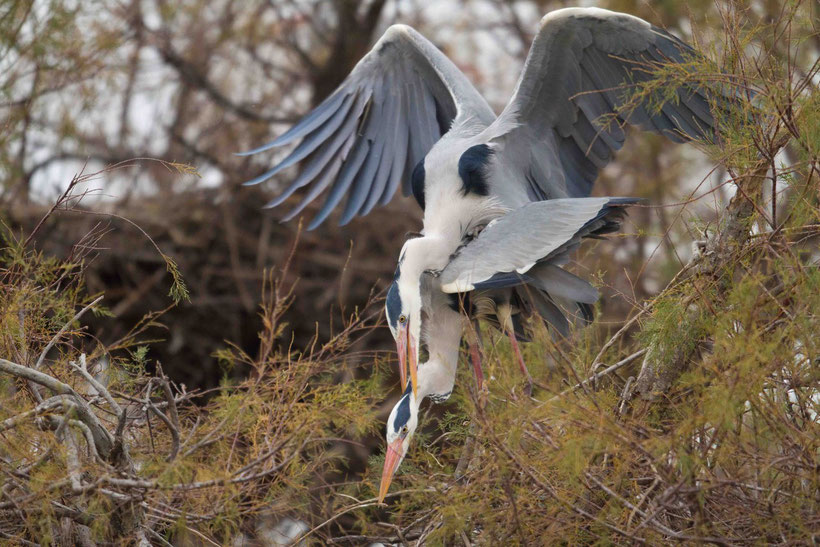 héron cendré ardea cinerea acouplement