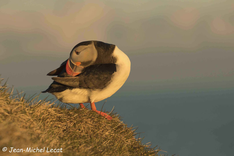 Macareux moine, Fratercula arctica