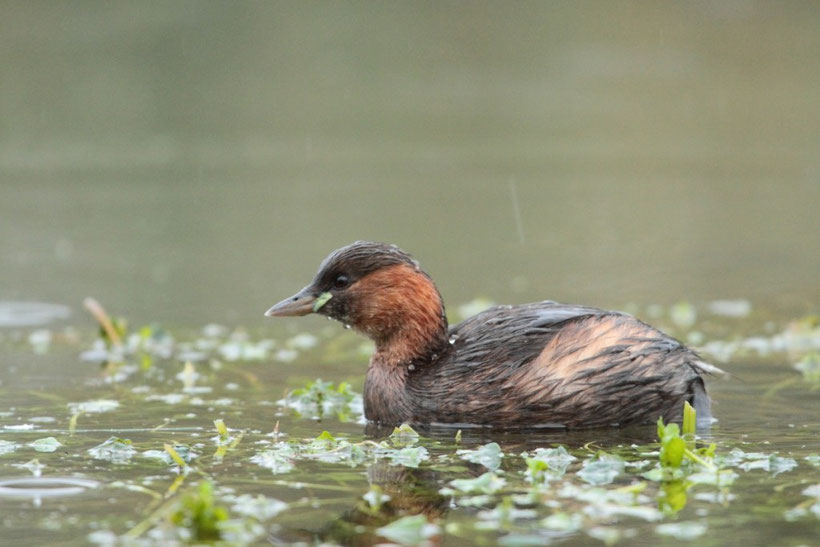 grèbe castagneux, tachybaptus ruficollis sous la pluie