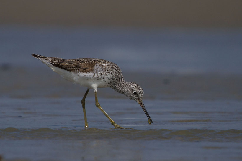 Chevalier aboyeur Tringa nebularia