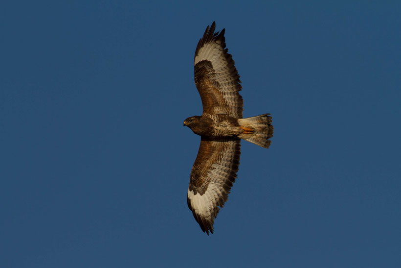 Buse variable en vol Buteo buteo