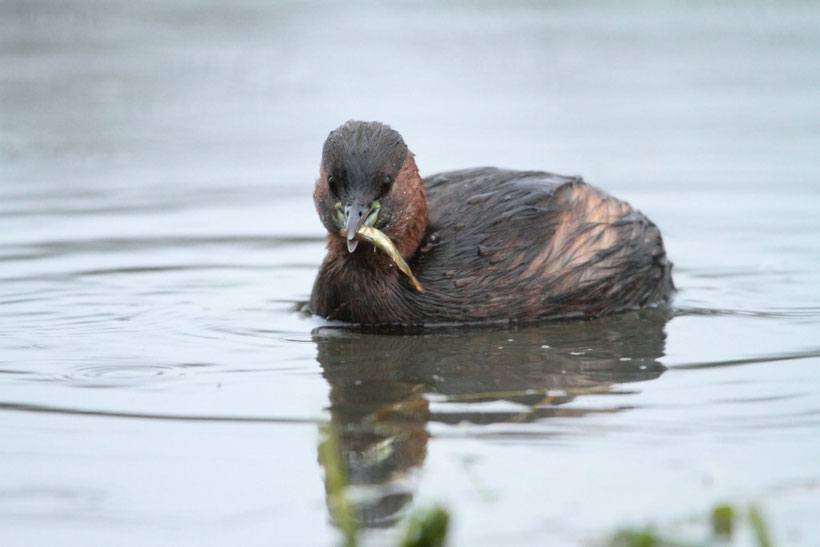 Grebe castagneux, tachybaptus ruficollis ayant capturé un poisson et s'apretant à l'avaler