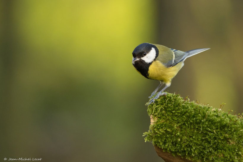 Mésange charbonnière, Parus major