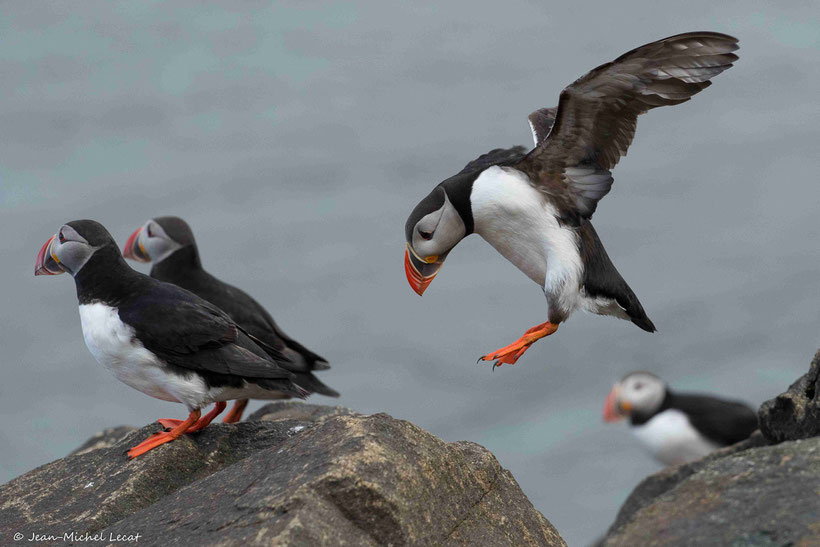 Macareux moine, Fratercula arctica