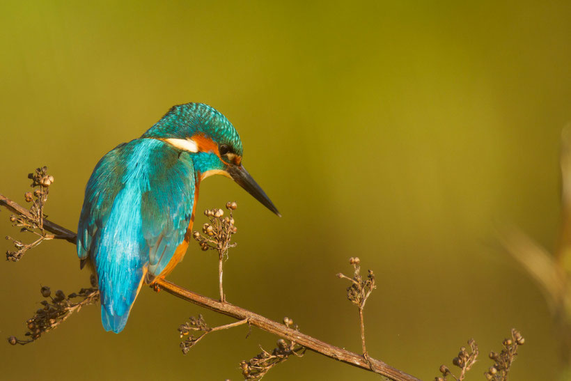 Martin pêcheur, Alcedo atthis