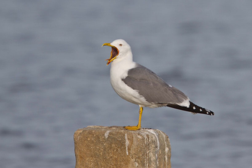 Goéland Leucophée Larus cachinnans