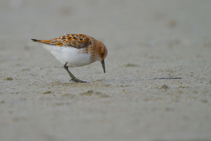 Bécasseau minute calidris minuta