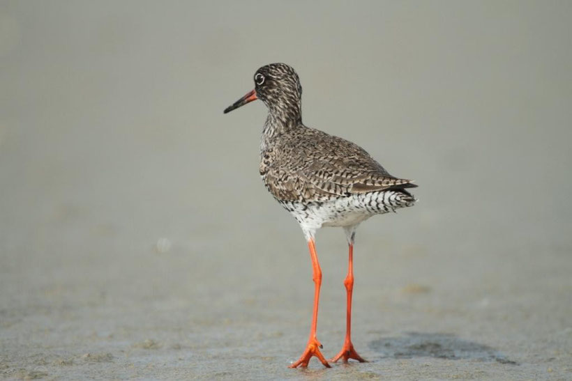 Chevalier gambette Tringa totanus en baie de Somme