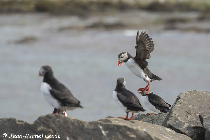 Macareux moine, Fratercula arctica