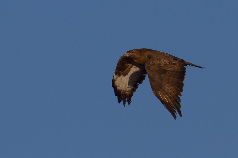 Buse variable Buteo buteo