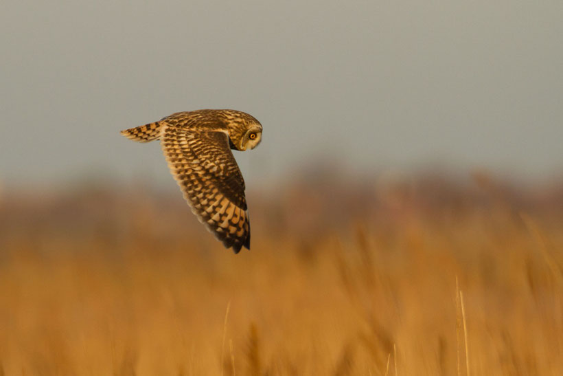 Hibou des marais Asio flammeus