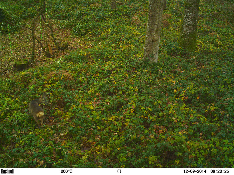 The only visitor so far, you can just see my temporary pop-up hide in the top left covered in brambles...