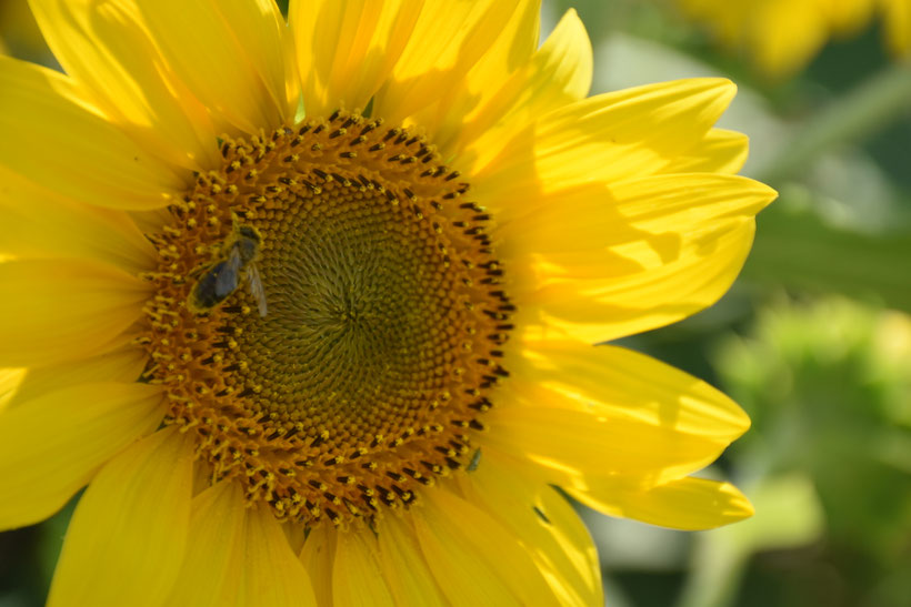 abeille sur tournesol