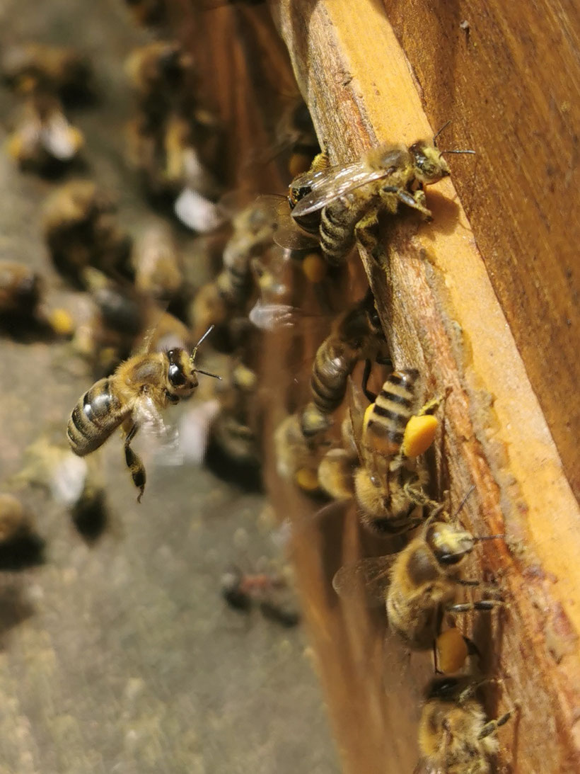 Pollensammlerinnen versorgen das Bienenvolk mit eiweißreichen Blütenpollen